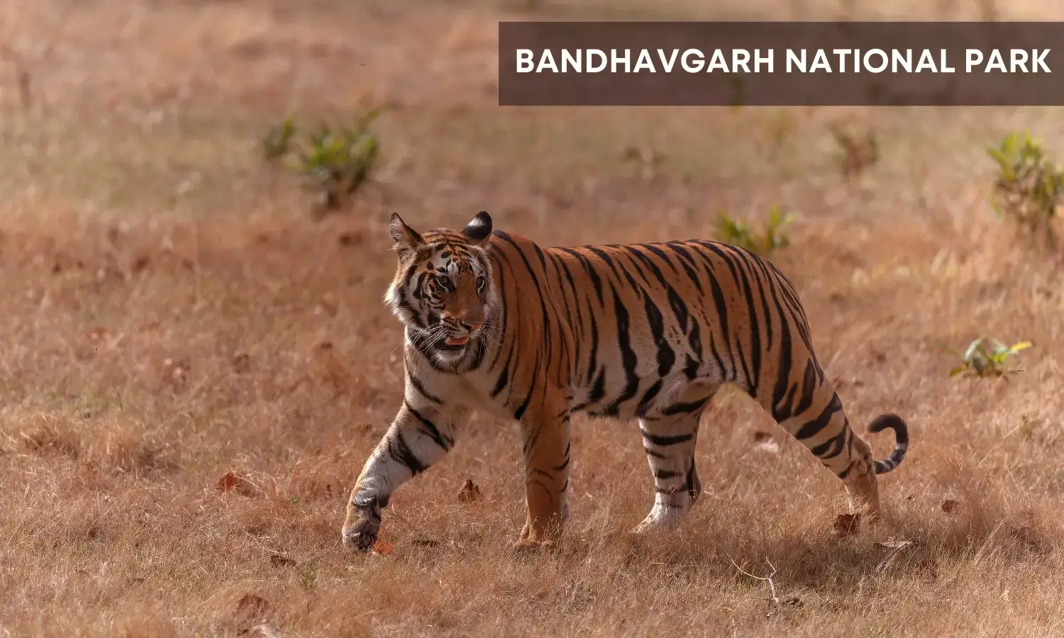 Bandhavgarh National Park-Top Wildlife Safari in India