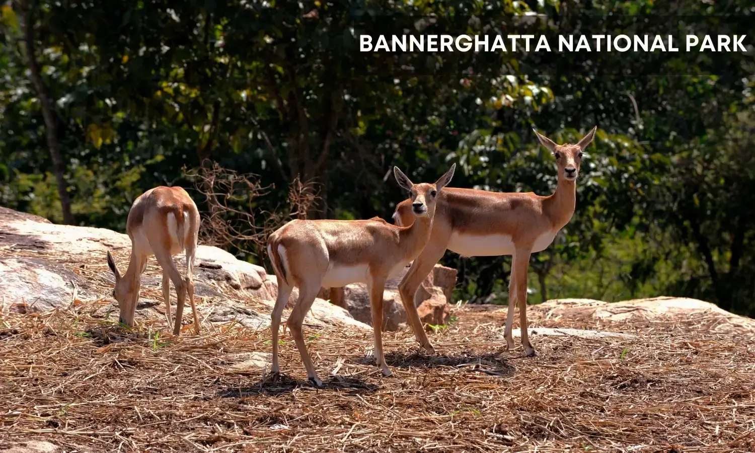 Bannerghatta National Park- Best Wildlife Places to Visit in India