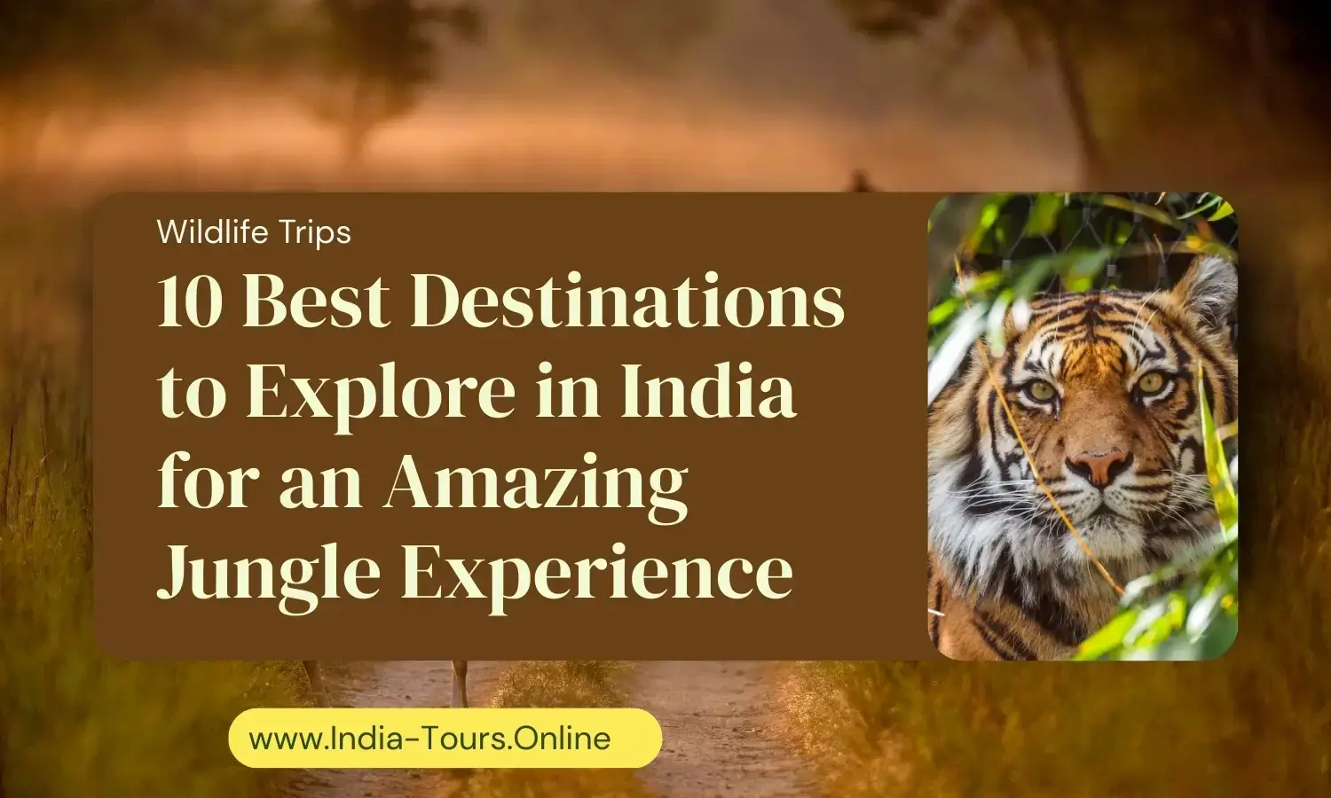 10 Best Destinations to Explore in India for an Amazing Jungle Experience
