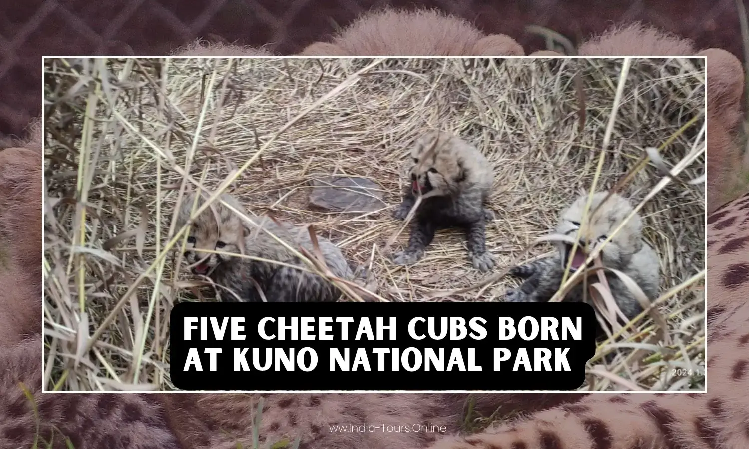 Five Cheetah Cubs Born at Kuno National Park