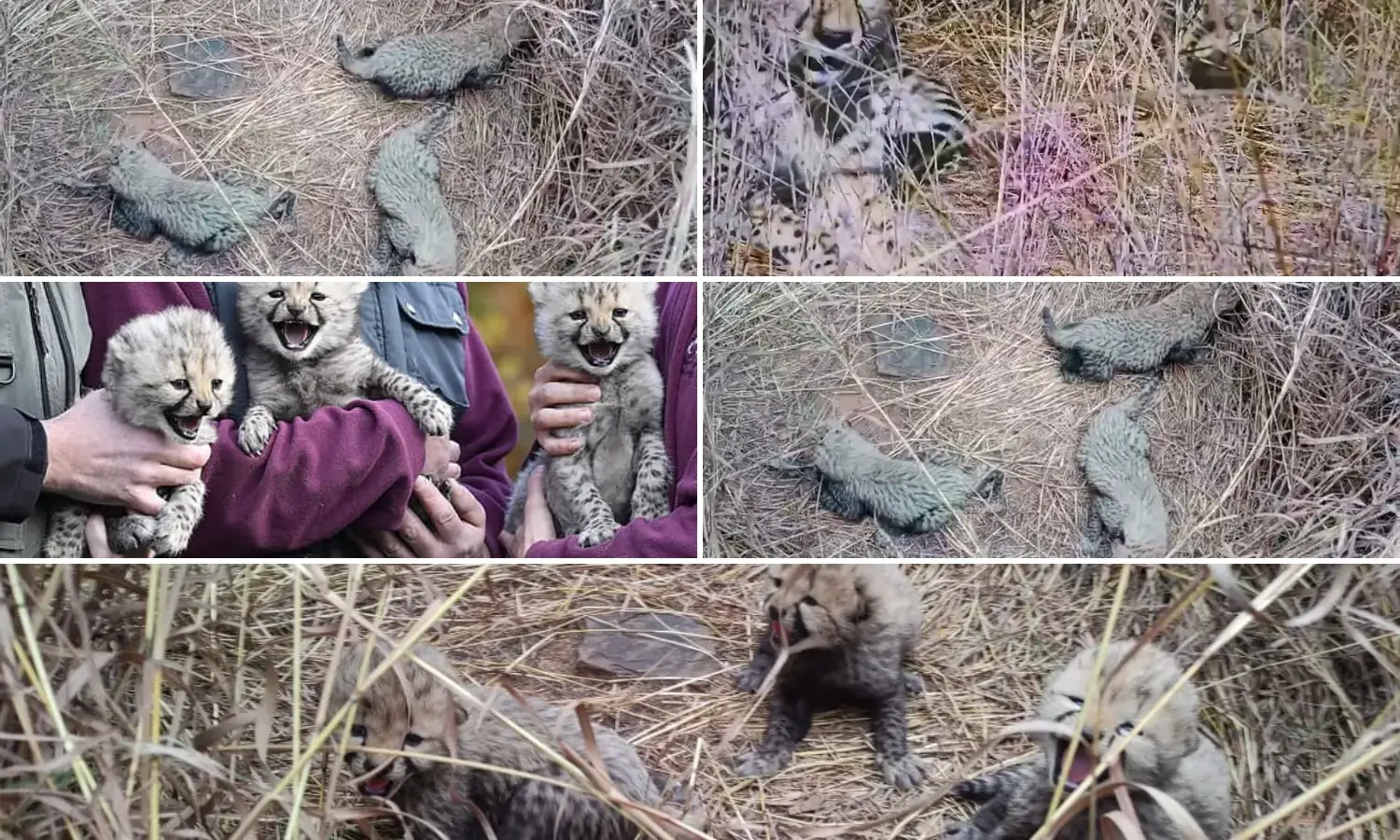 Five Cheetah Cubs Born at Kuno National Park