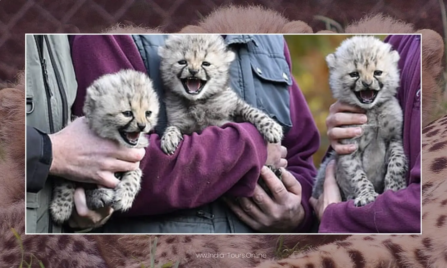 Five Cheetah Cubs Born at Kuno National Park