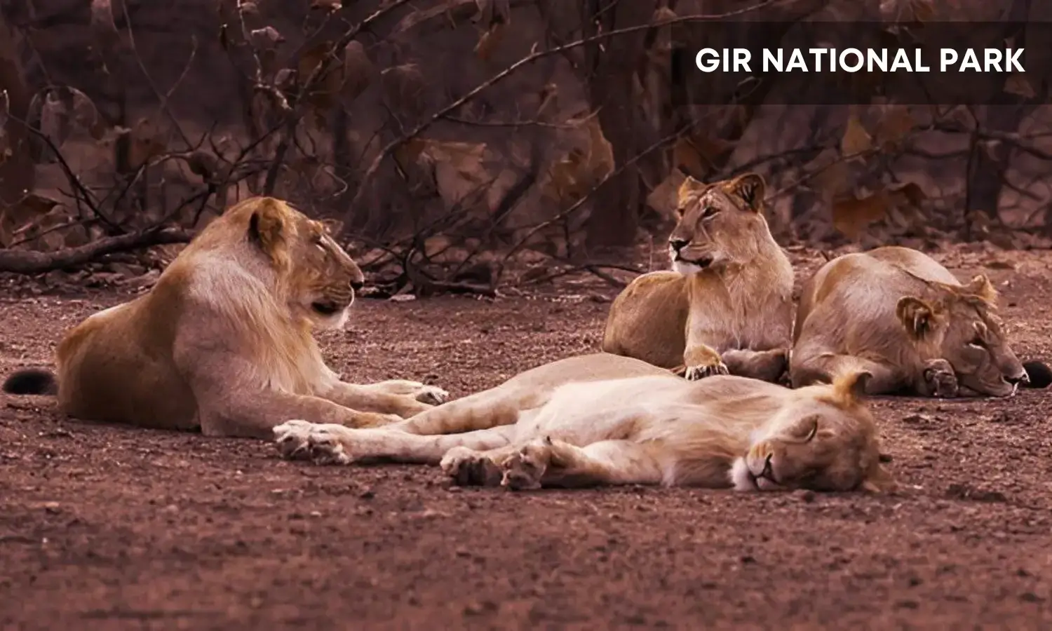 Gir National Park- Best Lion Safari Destinations in India
