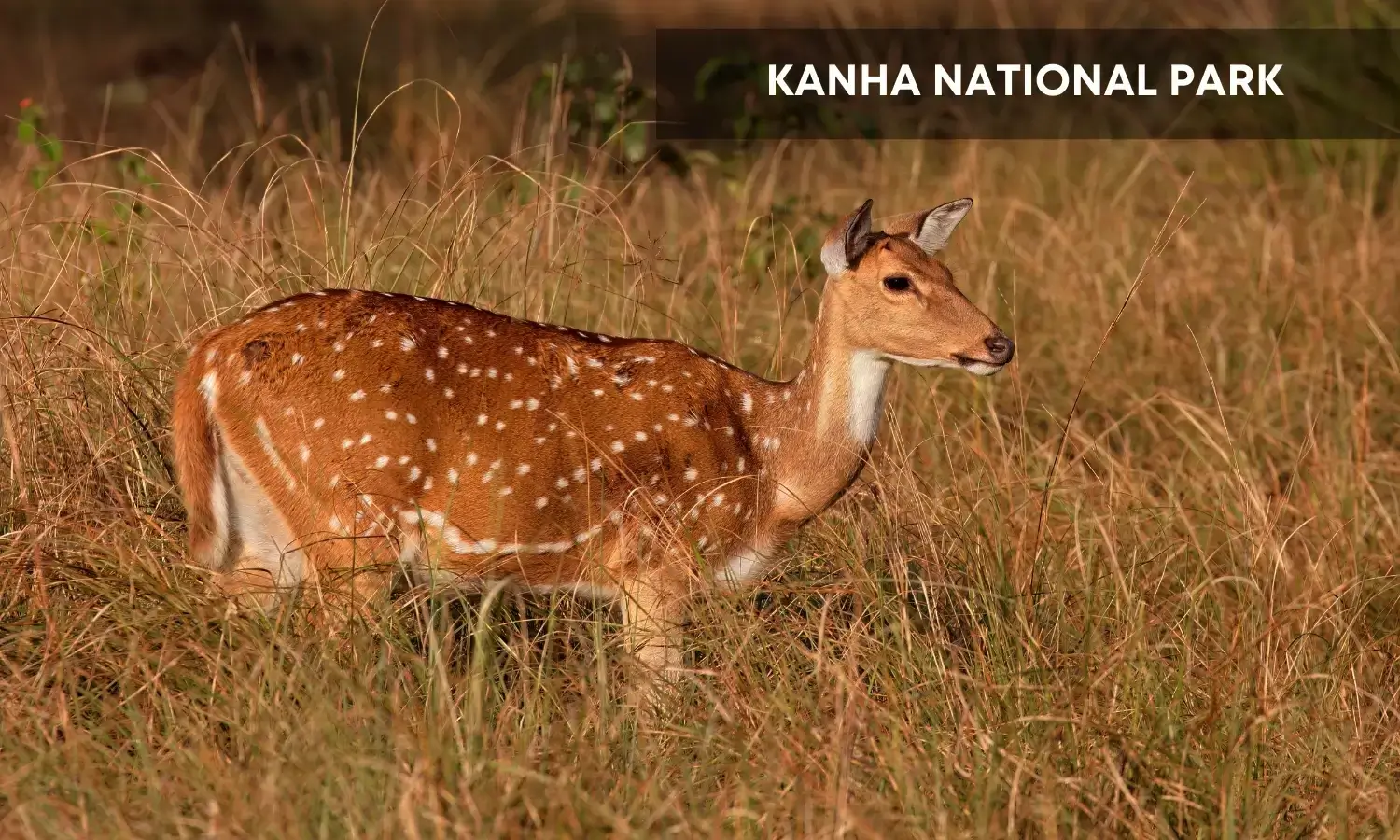 Kanha National Park-Top Wildlife Holiday Destinations in India