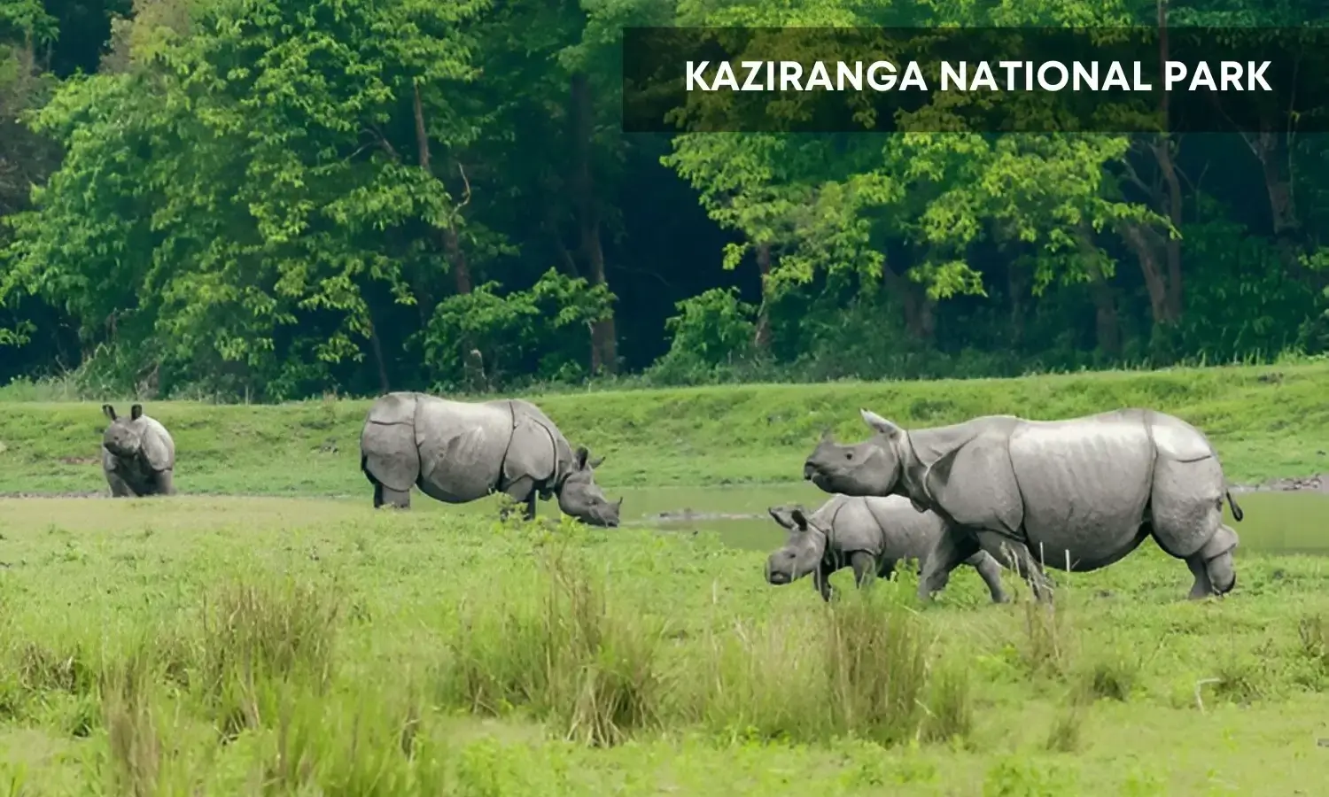Kaziranga-Top Wildlife Destinations in India