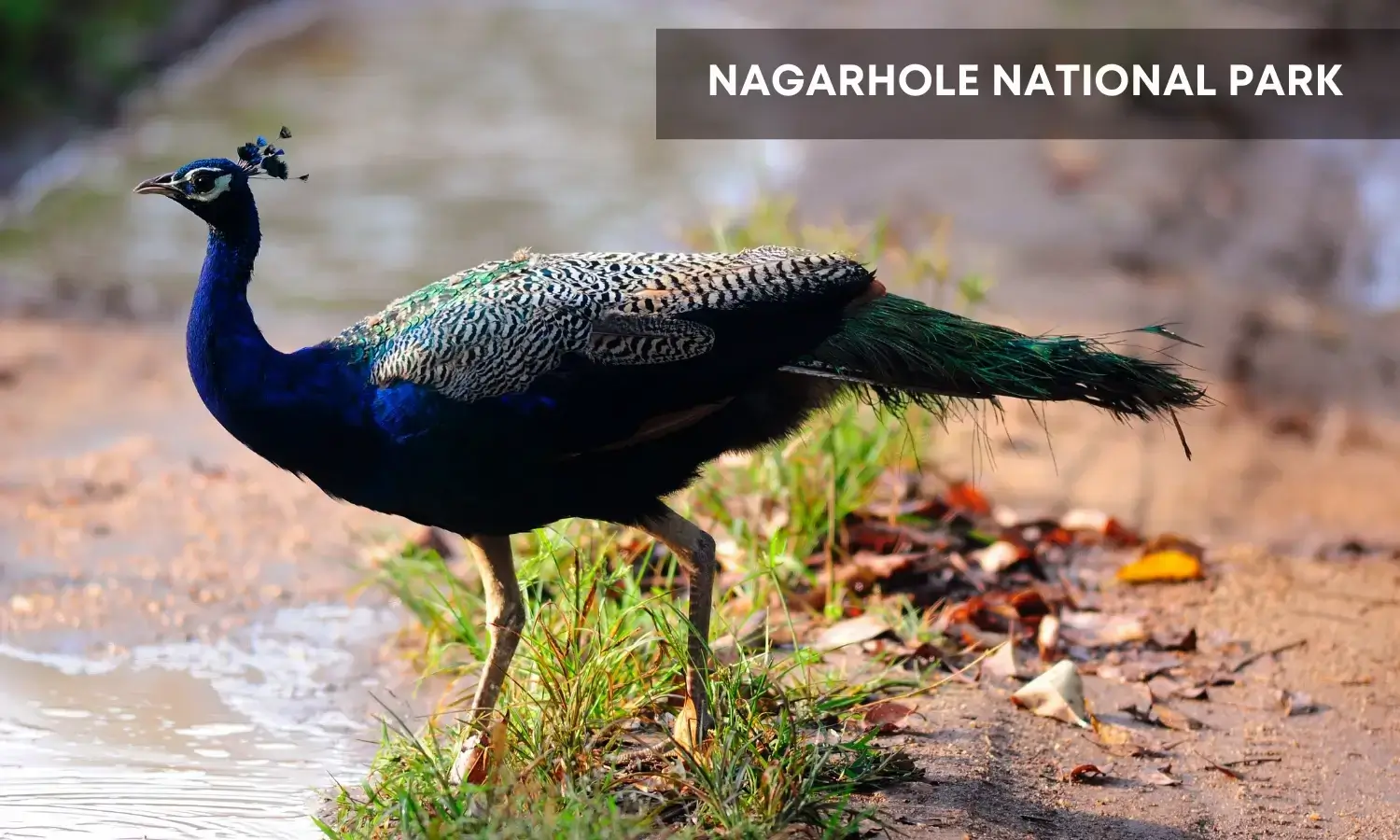 Nagarhole National Park-Top Wildlife Places to Visit in India