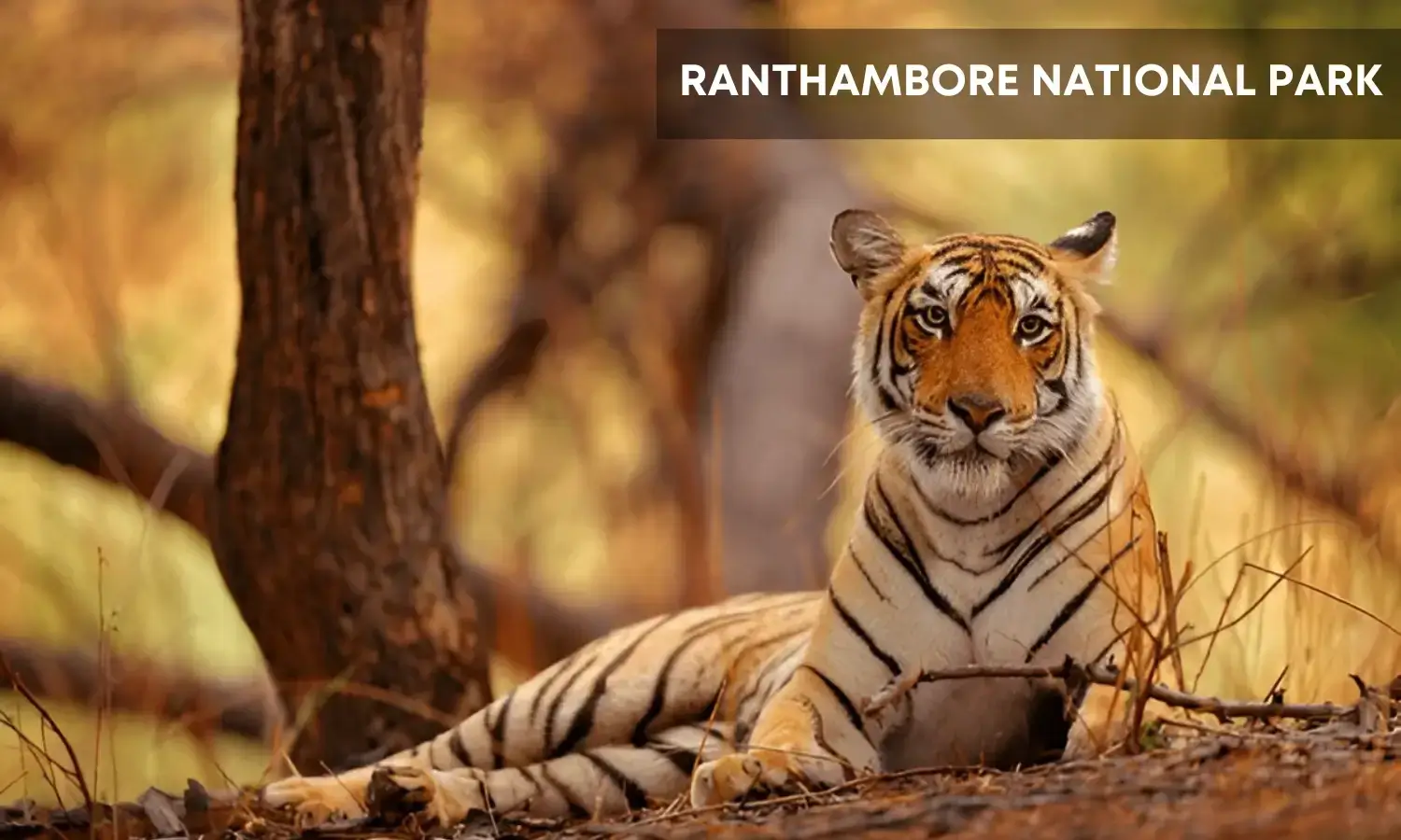 Ranthambore-Best Wildlife Destinations in India