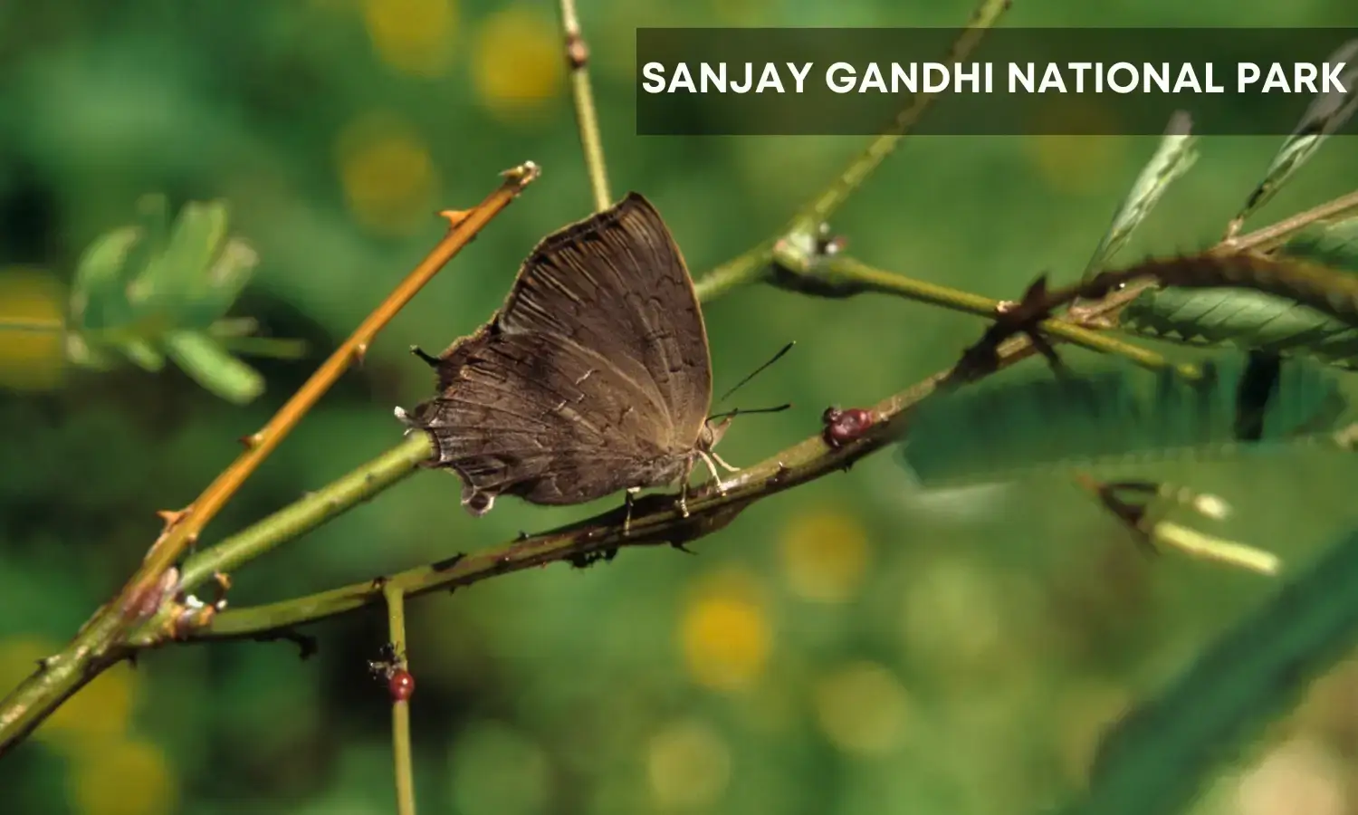 Sanjay Gandhi National Park-Top Wildlife Destination in India