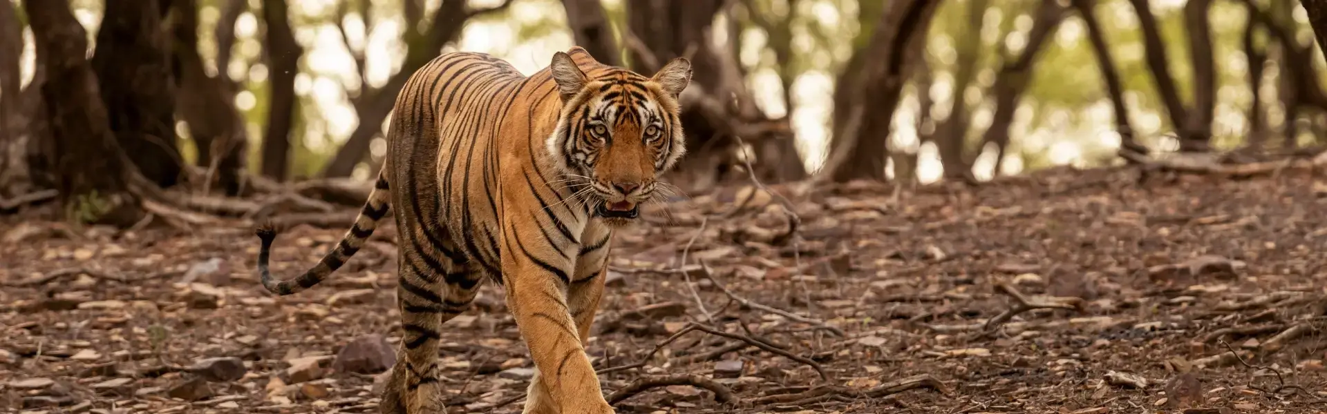 India Wildlife Tour Packages
